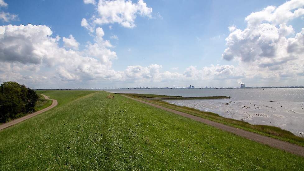 Zeeland wil dat eigen veeteelt meer wordt ontzien bij halen stikstofdoelen
