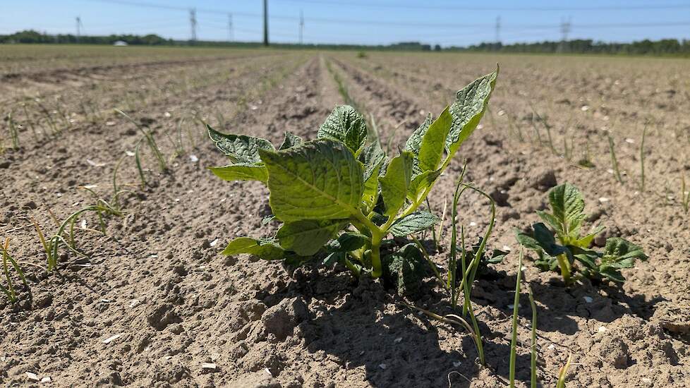 Bestrijd opslag, is het devies. Hier beeld van opslag in uien.