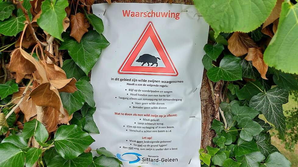 De gemeente Sittard-Geleen waarschuwt voor de aanwezigheid van wilde zwijnen. Tevens wordt geadviseerd deze dieren niet te voeren.