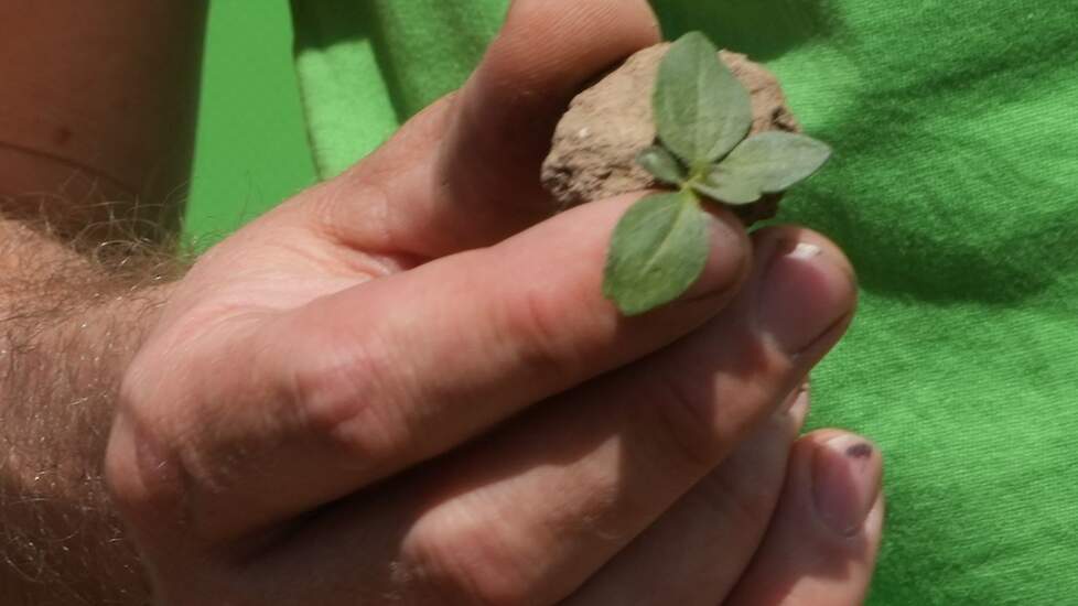 Ideale maat onkruid voor Tiefgrün weeder