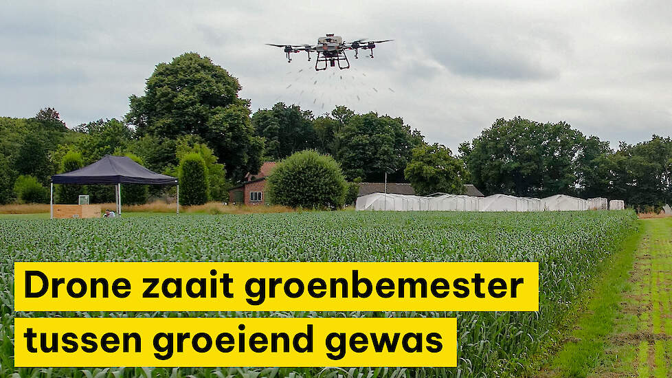 Drone zaait groenbemester tussen groeiend gewas