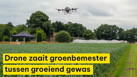Drone zaait groenbemester tussen groeiend gewas