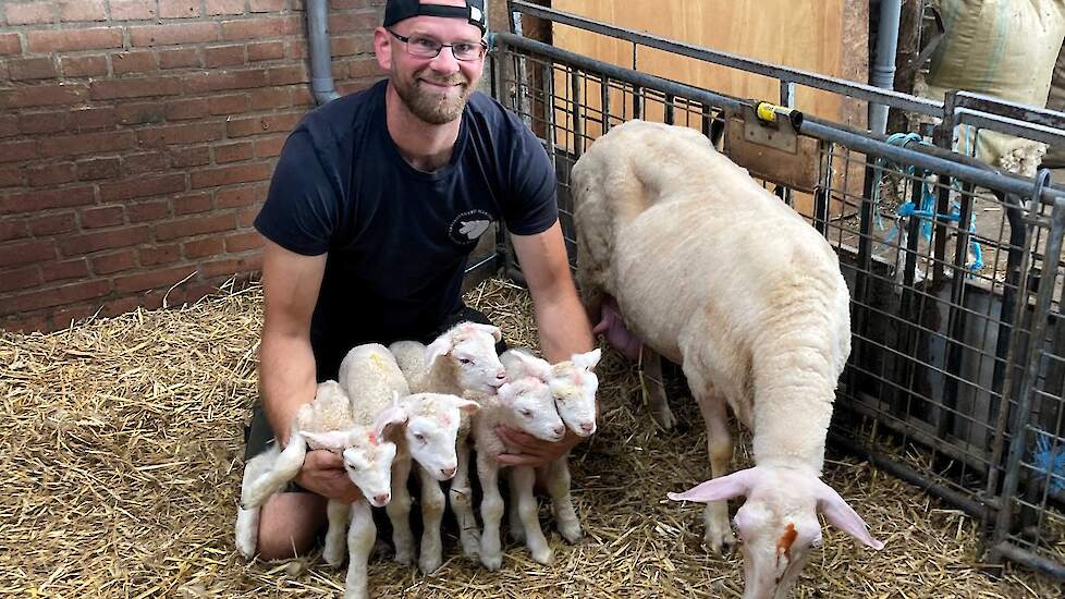 Lammetjesvijfling geboren in Meliskerke
