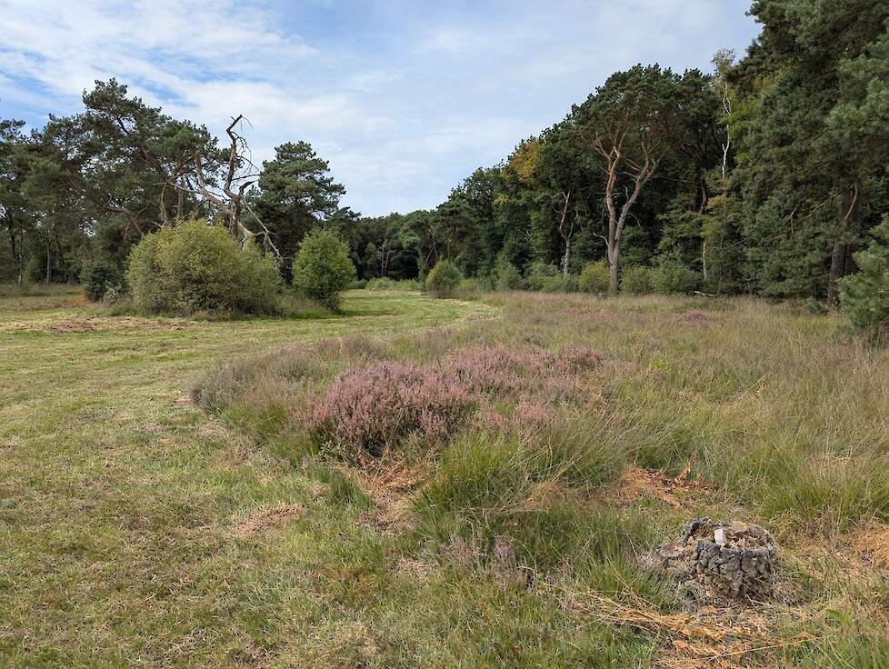 Plukje met droge heide vol gras met daarnaast gemaaid oppervlakte.