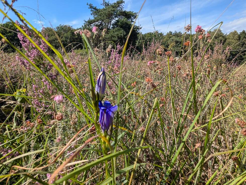 Klokjesgentiaan tussen de heide.