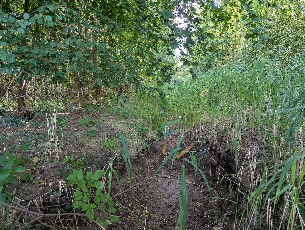 Beekbegeleidend bos met de Dollardbeek die droog staat en een omgevallen peilbuis.