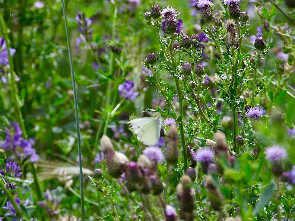 Veel leven in de kruidenrijke stroken.