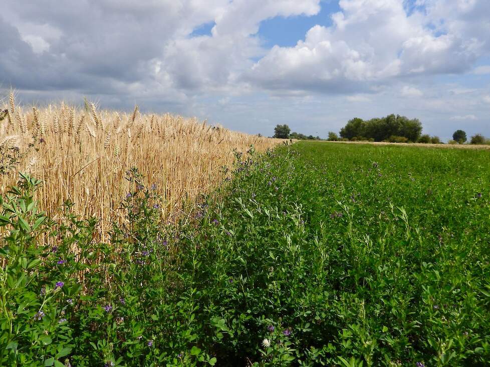 Graan en luzerne staan naast elkaar in stroken op de BAM-akker.