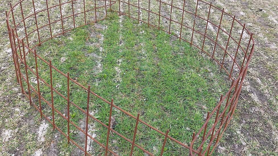 Een exclosure waar geen ganzen grazen begin april. Buiten de exclosure is het kaal kaal, binnen de exclosure is hergroei te zien.