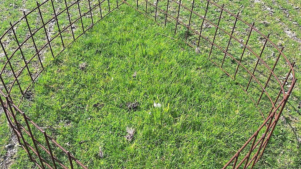 De exclosure eind mei. Nu begint ook hergroei rondom exclosure, maar nog steeds erg kort.