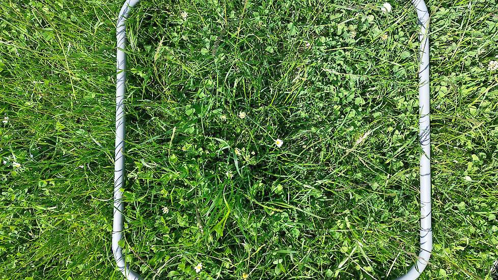 Telframe van 50 x 50 cm om verschillende plantensoorten te tellen op een perceel met herinzaai met productief kruidenrijk grasland (juni 2025).