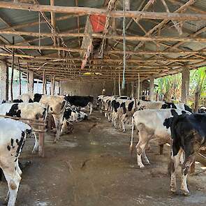 Een groot melkveebedrijf in Ethiopi&euml;, want meestal staan er maar twee koeien.