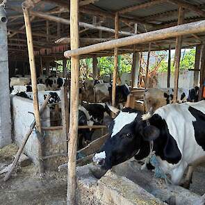 Het melkvee wordt er gehouden onder primitieve omstandigheden.