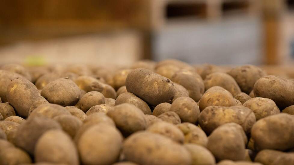 Verkennende gesprekken tussen PotatoNext en handelaar Jansen-Dongen