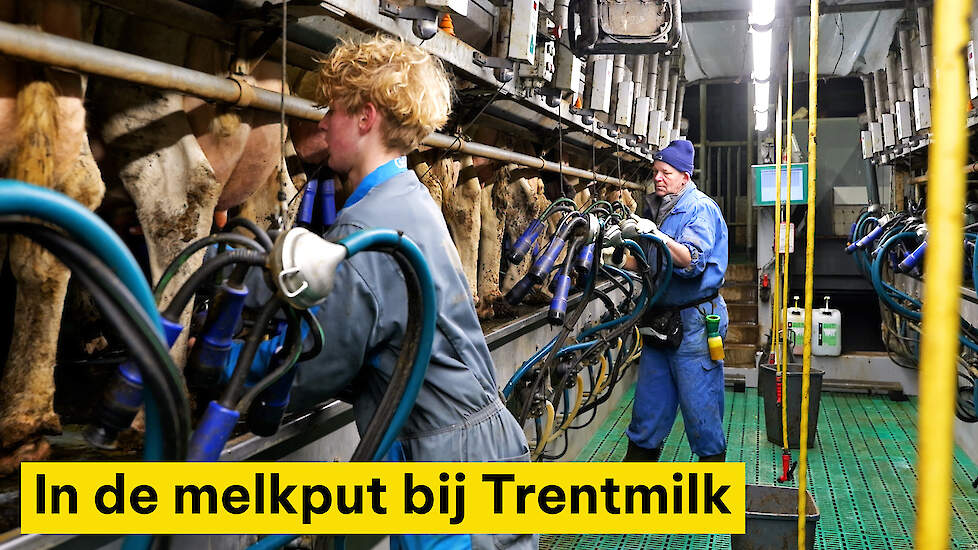 In de melkput bij Trentmilk