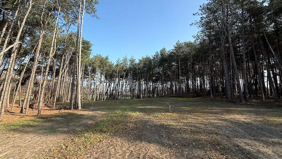 Saneringsplek drugsafval in natuurgebied Brabantse Wal.