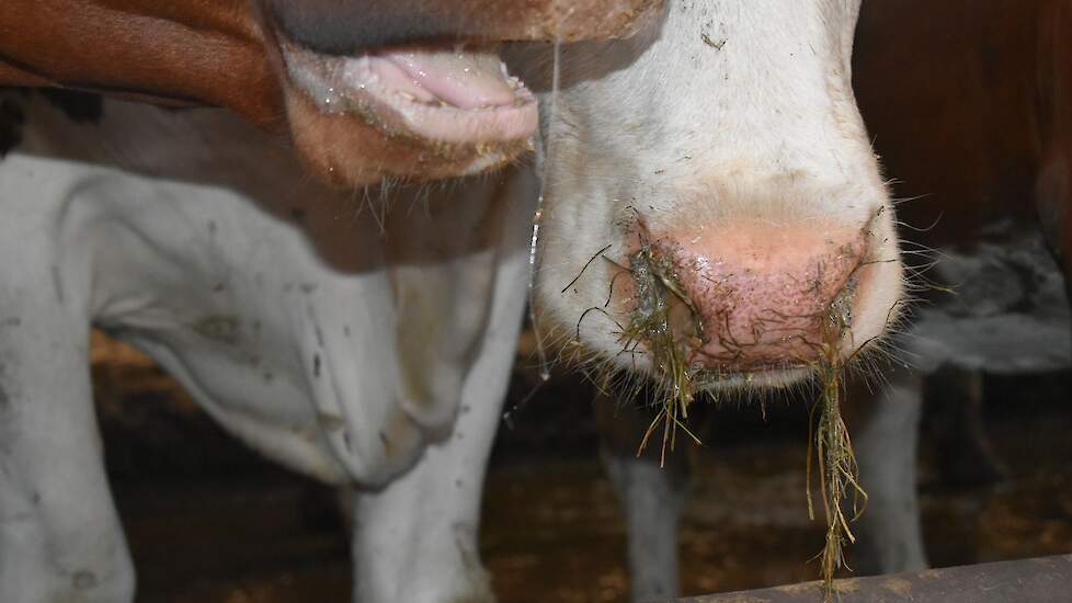IBR bij rundveebedrijf Duitse Kleve; 1.100 dieren geruimd