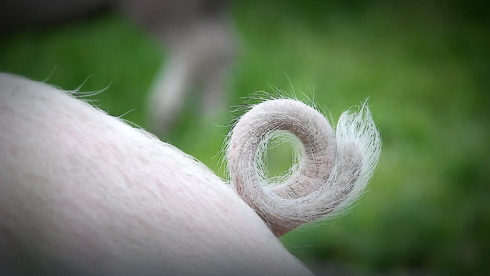 Krulstaartbokaal 2026 voor Ilonka van der Wagt