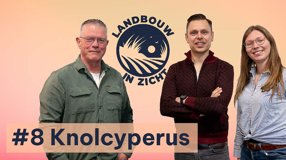 &lsquo;Doorbreek het taboe rond knolcyperus, het is &eacute;&eacute;n voor twaalf&rsquo; #8 - Landbouw In Zicht