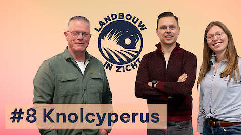&lsquo;Doorbreek het taboe rond knolcyperus, het is &eacute;&eacute;n voor twaalf&rsquo; #8 - Landbouw In Zicht