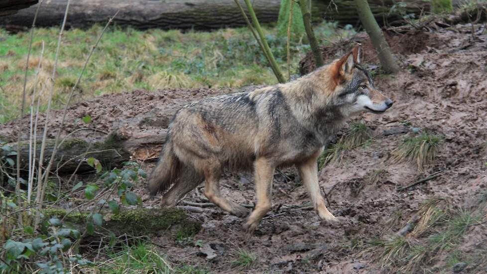 Wolf duikt op in Limburg: CDA Peel en Maas stelt vragen