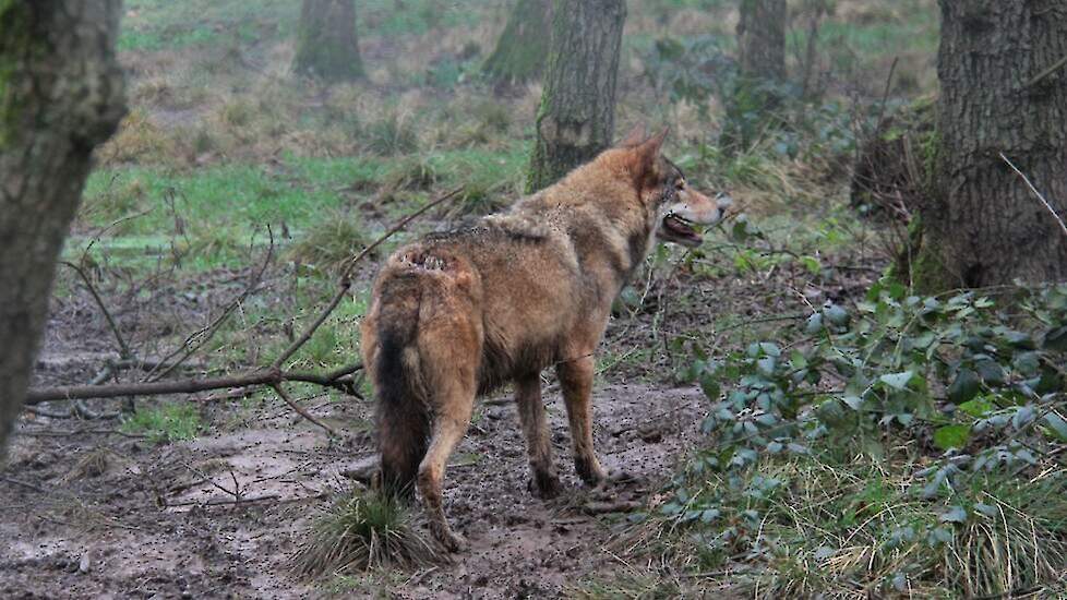 Volgens Peel en Maas is van probleemwolf geen sprake in de gemeente
