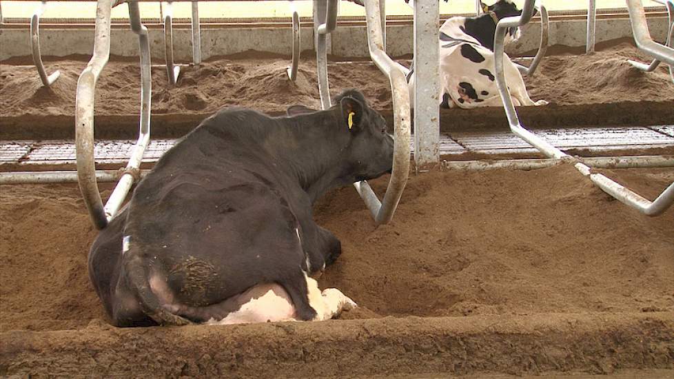 Alle diepstrooiselboxen worden gevuld met de compost van het eigen bedrijf. Hanenberg heeft sinds het gebruik van het compost 3 gevallen van mastites gehad waarbij er twee te relateren zijn aan speenproblemen.