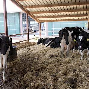 Zowel de droge als de verse (foto) koeien staan op stro. Beide in een ander gebouw dan de melkkoeien.
