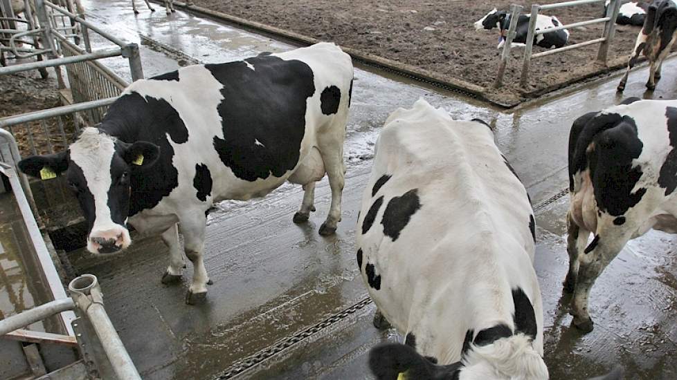 Zowel in de lengte als de breedte gaat een mestschuif door de stal. Ze werken beide op dezelfde aandrijving.