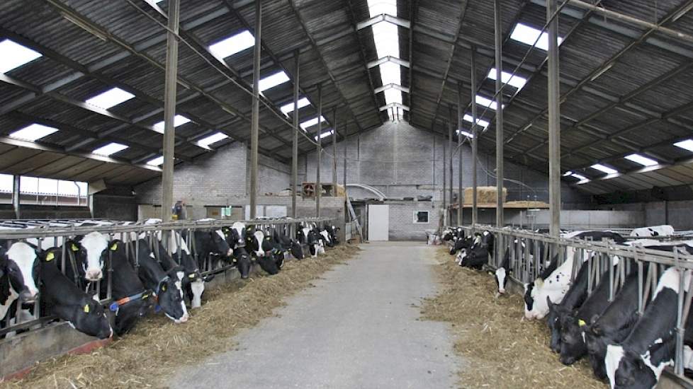 De oude stal uit '91 functioneert nog prima. De familie wilde het uitbestede jongvee en de droge koeien weer graag bij huis wilde hebben, en moest dus bijbouwen. Die nieuwbouw werd liever besteed aan het melkvee, zodat de andere dieren nu de oude stal kun