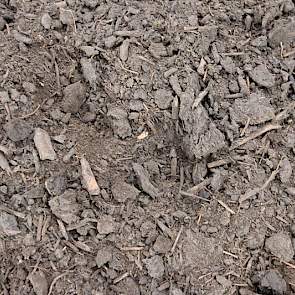 Hoewel de bodem deze winter te nat werd, ligt hij er nu mooi droog bij. Bijstrooien is in het voorjaar en de zomer niet nodig, alleen om de dag 20 centimeter diep spitten.