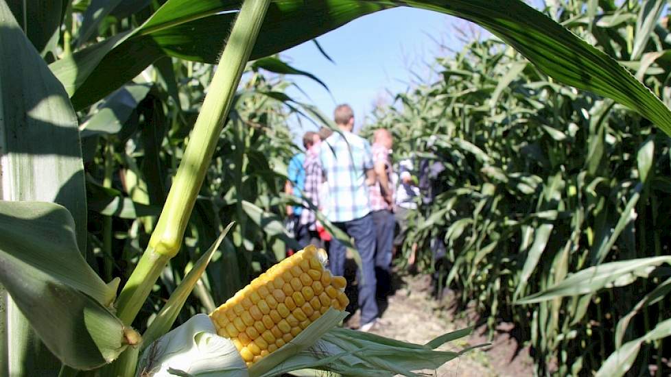 „Ga de mais in om te kijken wat de kolf doet!” Het is het eerste advies dat Agrifirm medewerker William Nillessen  de melkveehouders geeft. „Rassenkeus is minder belangrijk; met de grondbewerking en binnenkort natuurlijk het oogstoment valt veel meer te v