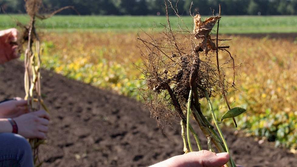 Onder het mom ‘eiwit van eigen erf’ onderzoekt Agrifirm voor het derde jaar de mogelijkheden van soja in Nederland. Bij de proeven voor lokale teelt gaat het om zaaitijden, de zaaidichtheid en praktijktesten door elf boeren. De zwarte nachtschade is vanwe