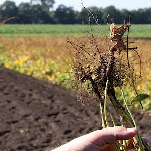 Onder het mom ‘eiwit van eigen erf’ onderzoekt Agrifirm voor het derde jaar de mogelijkheden van soja in Nederland. Bij de proeven voor lokale teelt gaat het om zaaitijden, de zaaidichtheid en praktijktesten door elf boeren. De zwarte nachtschade is vanwe