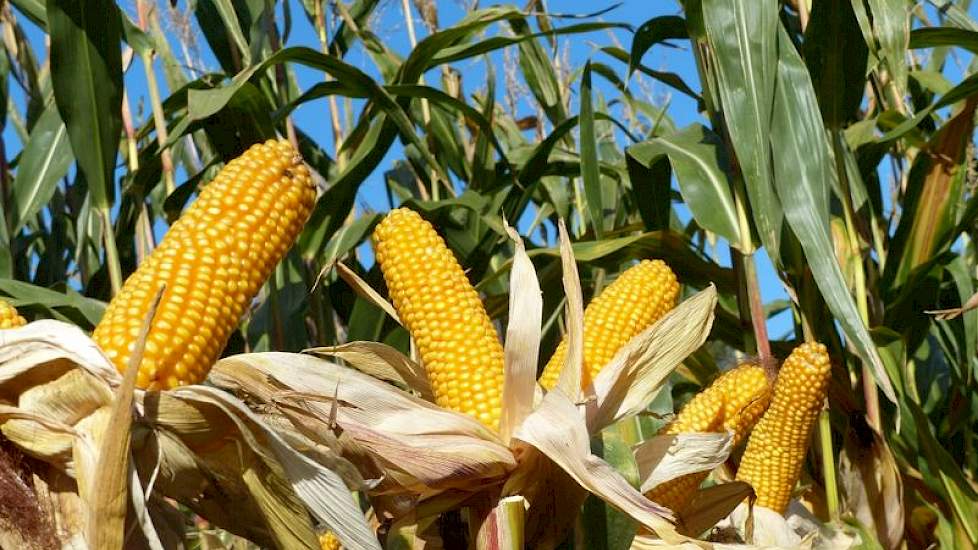 Vroege mais voor wisselteelt StalenAkker.nl Landbouwnieuws voor ZuidNederland Vroege mais voor wisselteelt StalenAkker.nl Landbouwnieuws voor ZuidNederland