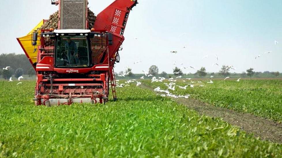 Met de Grimme bietenrooier zijn de mensen van CVEL al sinds begin september druk in de weer